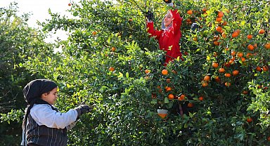 Çukurova'da tarım işçisi yevmiyeleri bin lira oldu