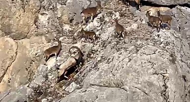 Dağ keçileri cep telefonu kameralarına yakalandı