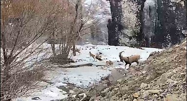 Dağ keçisi sürüsü görenleri şaşırttı