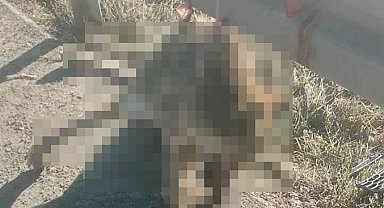 Demir bariyere iple asılı halde telef olmuş kurt bulundu