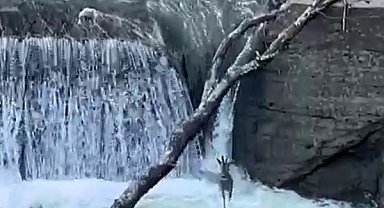 Derede ilerleyen karaca amatör kameraya yansıdı