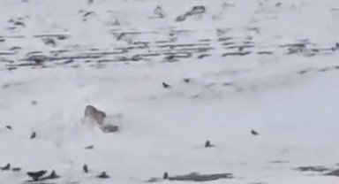 Diyadin'de aç kurt köpeği parçalayıp yedi