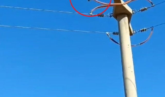 Diyarbakır'da yüksek gerilim hattına takılan güvercin kurtarıldı