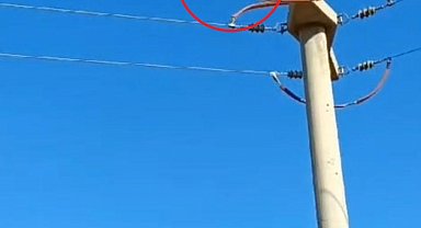 Diyarbakır'da yüksek gerilim hattına takılan güvercin kurtarıldı