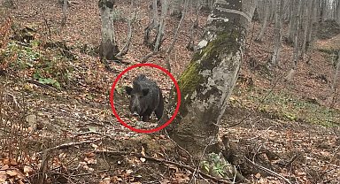 Domuz avında korku dolu anlar