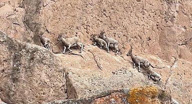 Dünyadaki Mars'ta dağ keçileri görüntülendi