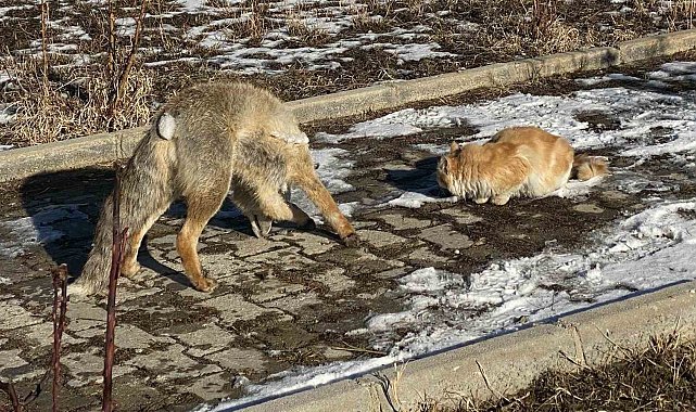 Edremit'te bahçede donarak telef olmuş tilki bulundu