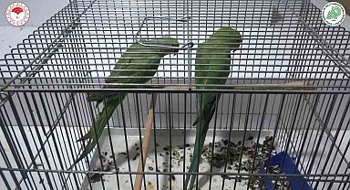 Egzotik tür kaçak papağanlar ele geçirildi