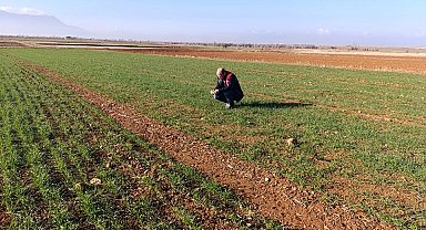 Ekili tarım arazilerinde bitki çıkış, hastalık ve zararlı kontrolleri yapıldı
