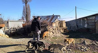 Elazığ Özel İdare ekipleri, sokak hayvanlarını unutmadı