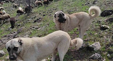 Elazığ'da avcılar bir kangalı telef edip birini de yaraladı