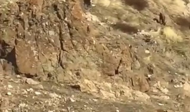 Elazığ'da dağ keçileri görüldü
