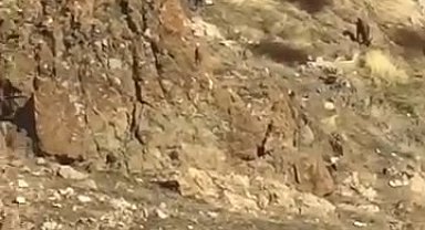 Elazığ'da dağ keçileri görüldü