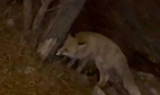 Elazığ'da yiyecek arayan tilki şehir merkezine indi