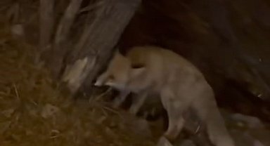 Elazığ'da yiyecek arayan tilki şehir merkezine indi