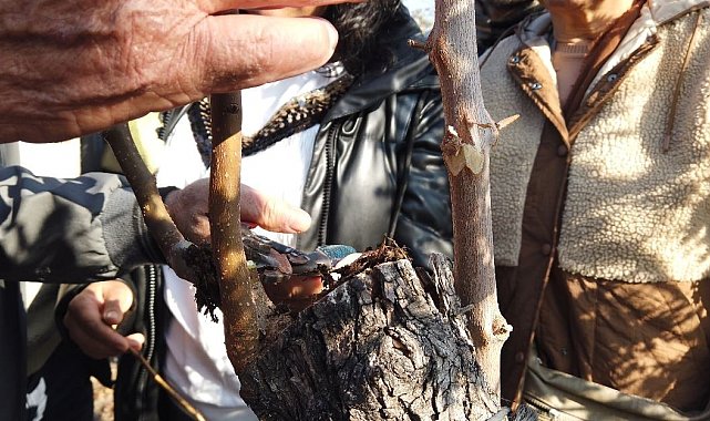 Emekli olduktan dağ taş gezip yabani meyve ağaçlarını aşılıyor