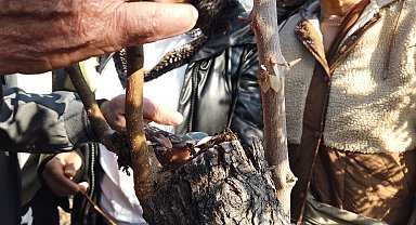 Emekli olduktan dağ taş gezip yabani meyve ağaçlarını aşılıyor