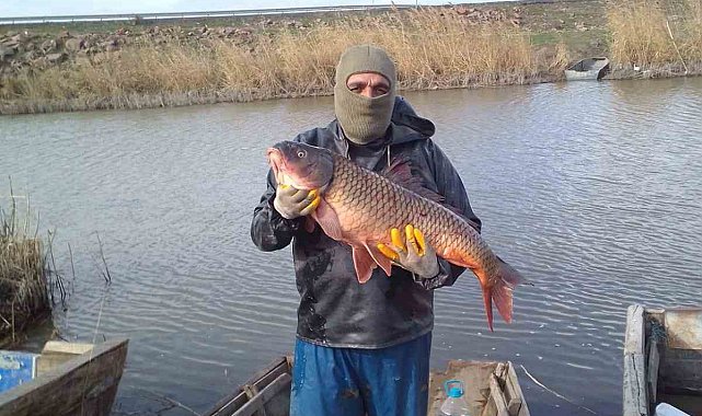 Enez'de ağlara 18 kiloluk sazan balığı takıldı