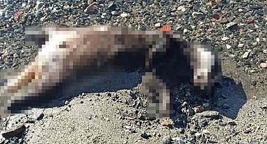 Erdek'te sahile vuran ölü porsuk şaşırttı