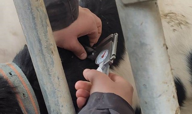 Ereğli'de büyükbaş hayvanlara hastalıktan arı işletme testleri yapılıyor