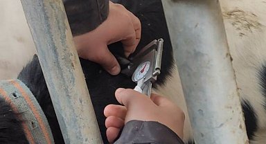 Ereğli'de büyükbaş hayvanlara hastalıktan arı işletme testleri yapılıyor