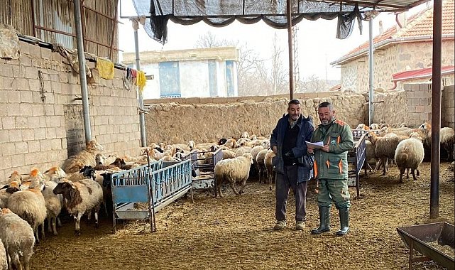 Ereğli'de küçükbaş hayvanlara şap aşısı