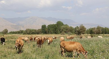 Erzincan'da 8 yılda 19 köyde 57 bin dekar mera ıslah edildi