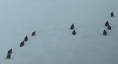 Erzincan'da keklik ve tavşan avı yasaklandı