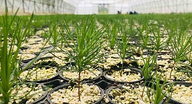 Erzurum'da 2 milyondan fazla fidan üretildi