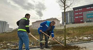 Esenyurt'un sokakları ağaçlarla süsleniyor
