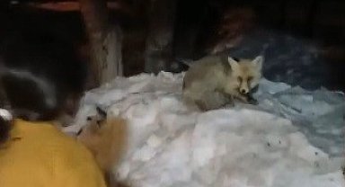 Evlerinin önüne gelen tilkiyi ekmekle beslediler