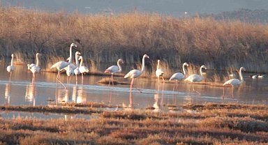 Flamingolar Burhaniye sahillerini mesken tuttu
