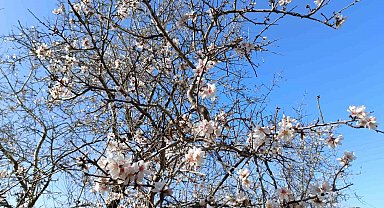 Gazipaşa'da badem ağaçları "yalancı bahar"a aldandı