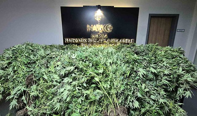 GDO'lu esrar operasyonu