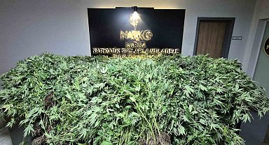 GDO'lu esrar operasyonu