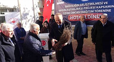 Gercüş'te çiftçilere Amerikan asma fidesi dağıtıldı