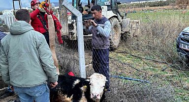 Gömeç'te kuyuya düşen ineğin imdadına itfaiye yetişti