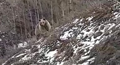 Gümüşhane kent merkezine yakın noktada karşılarına ayı çıktı