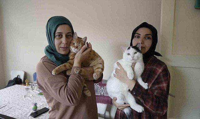 Gümüşhane'de engelli kediler şefkatli ellerle hayata tutunuyor