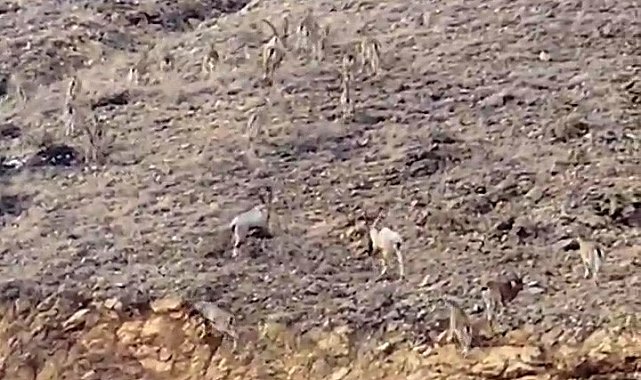 Gümüşhane'de yaban keçileri sürü halinde görüntülendi