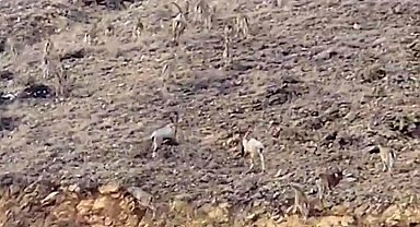 Gümüşhane'de yaban keçileri sürü halinde görüntülendi