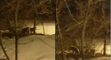 Hakkari'de kurt sürüsü görüntülendi