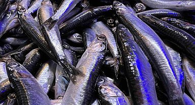 Hamsi sezonu bitti, bitiyor