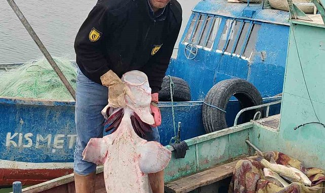 Havyarı 2 milyon liraya satılıyor: Tunceli'de 42 kiloluk Sibirya Mersin balığı ağlara takıldı