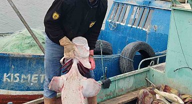 Havyarı 2 milyon liraya satılıyor: Tunceli'de 42 kiloluk Sibirya Mersin balığı ağlara takıldı