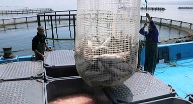 Hayvansal ürün ve su ürünleri üretimi döviz olarak ülke ekonomisine geri döndü