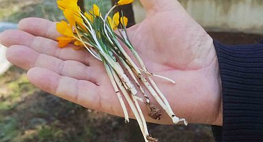 Hisarcık'ta kış ortasında çiçek açan erkenci çiğdemler şaşırttı