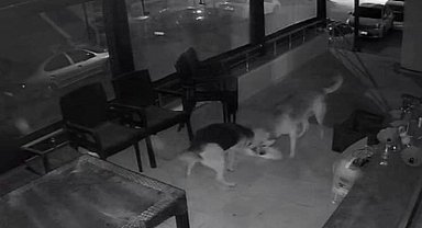 İki sokak köpeğinin, kediye saldırı anı kamerada