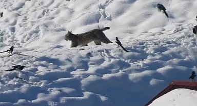 İspir'de belgeselleri aratmayan görüntü
