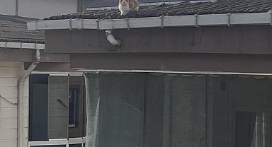İtfaiye ekibinin kedi kurtarma mesaisi